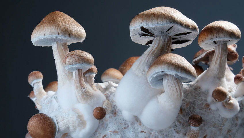 Current | November 2025Magical MyceliumA Wonderland of Possibility